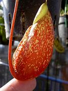 Nepenthes rafflesiana x sibuyanensis 1